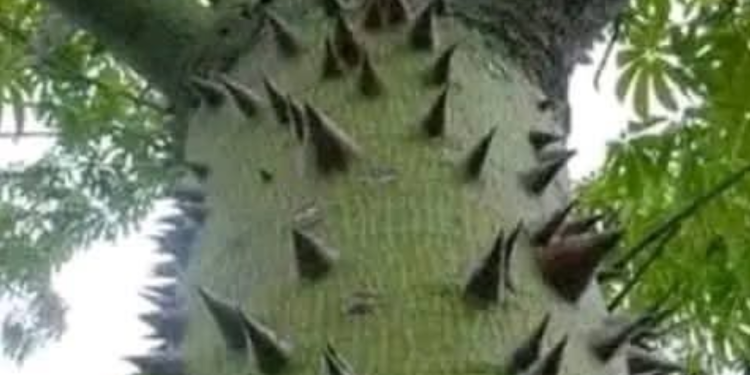 How many of you still remember this tree that always grow big and tall called in Igbo Akwu/Akpu (Ceiba pentandra) in your community?