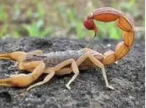 If A Scorpion Sting You At Home Don’t Panic, Do This To Get The Poison Out And Save Your Life