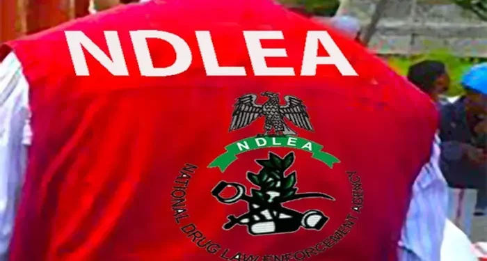 NDLEA destroys 15-ton cannabis farm, recovers 119kg in Cross River