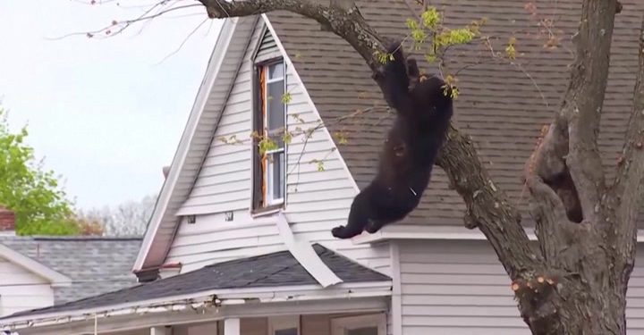 Black bear tranquillized by cops falls from tree to safety | News