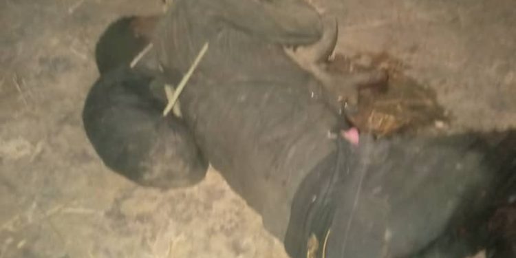 Nigerian Troops Kill Two Insurgents, Recover Rifles in Borno Operation