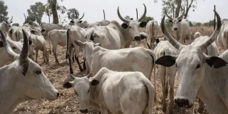 MACBAN petitions Plateau govt, DSS over alleged poisoning of cattle