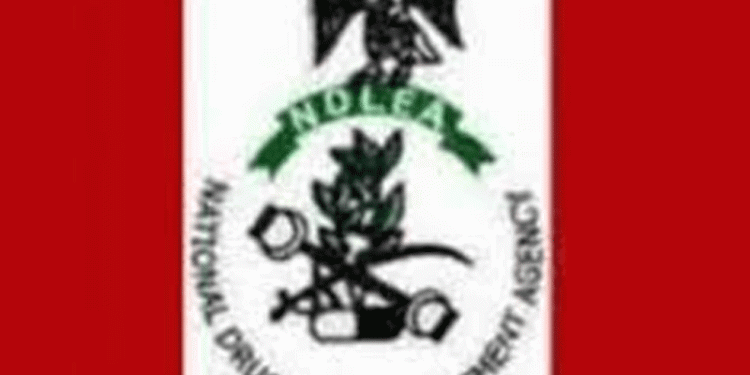 11 Drug Kingpins Bag 254 Years in Prison as NDLEA Secures 974 Convictions in 3 Months