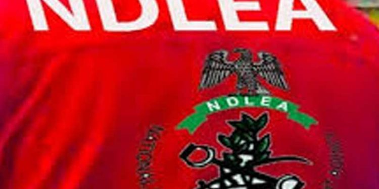 NDLEA Secures 974 Drug Convictions in Three Months, 11 Kingpins Bag 254 Years in Prison