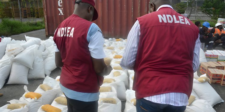 NDLEA destroys cannabis farm in Cross River, recovers 119kg hemp