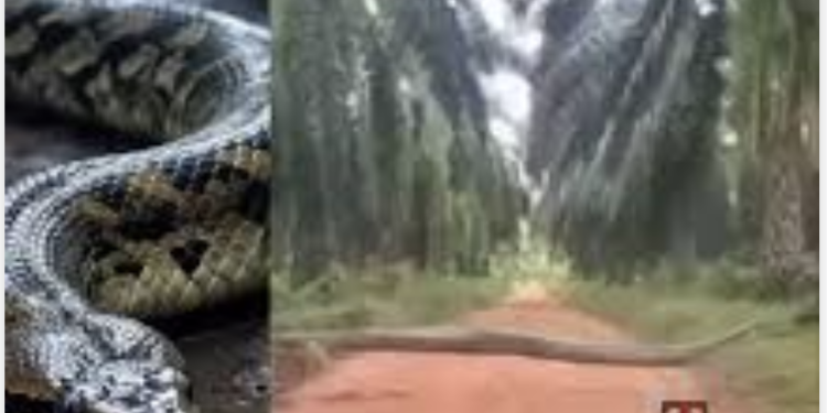 Video Of Giant Python Seen Crossing The Road At Okomu Palm Plantation, In Edo State
