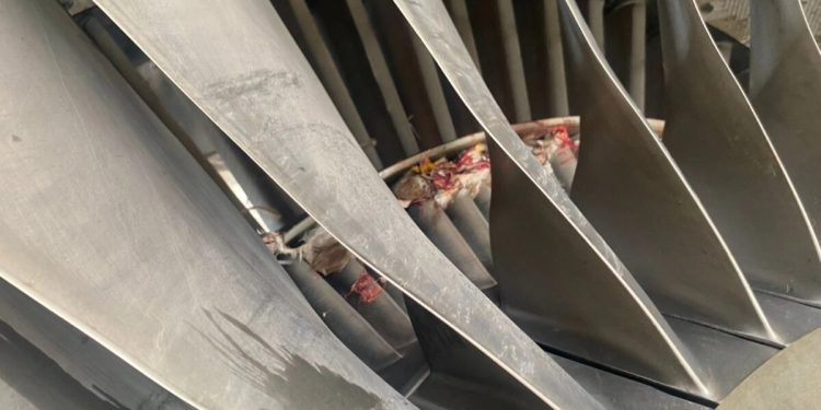 Rising bird strikes threaten Nigeria’s aviation safety rating