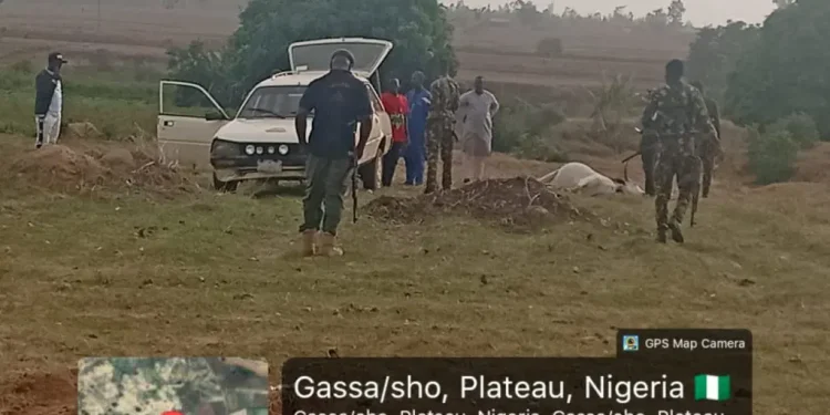 Nine cows reportedly poisoned after eating oranges in Plateau