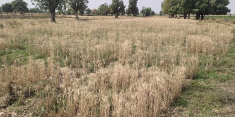How Rising Heat Is Killing Wheat Farming In Kano