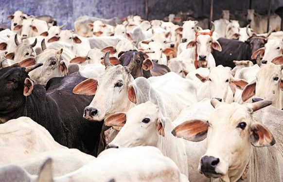 Cows cost more than cars, butchers lament as cattle prices hit ₦2.5m