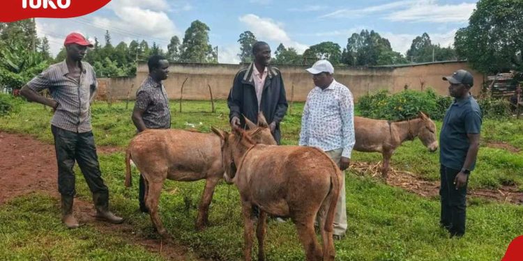 Kericho philanthropist gifts man 5 donkeys days after making public appeal for help