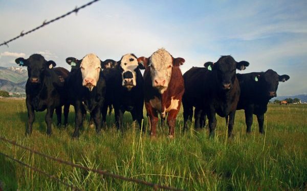 Cow prices hit N2.5m, higher than used cars, butchers lament