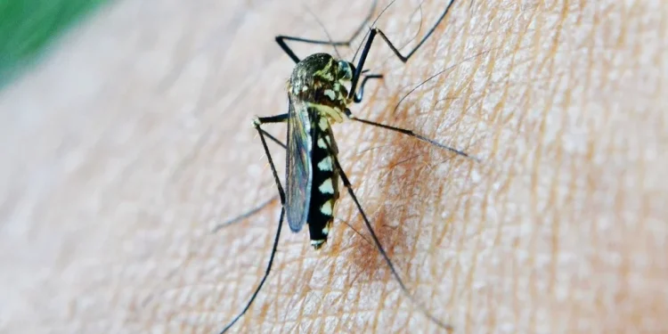 World Malaria Day: Nigeria pledges renewed push, urges collaboration