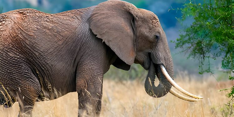 Wild elephant kills one, leaves another missing in Oyo community — Police